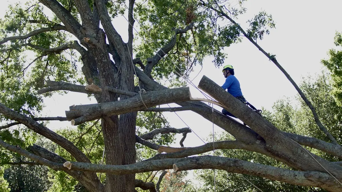 Professional Crown Thinning performed by certified arborists in Leighton